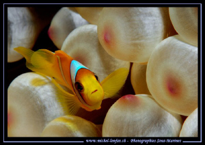 Clown Fish in the waters of the Red Sea - Egypt... :O)... by Michel Lonfat 